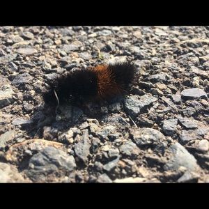 Meet your Posher, Suzanne